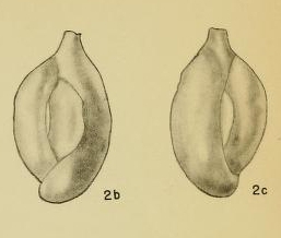 Massilina goniopleura Hadley, 1935 Massilina goniopleura Hadley, 1935