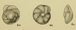 Pulvinulinella harrisi Hadley, 1935