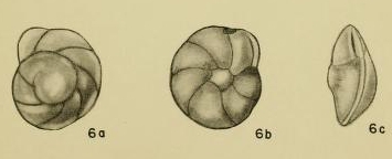 Pulvinulinella harrisi Hadley, 1935 Pulvinulinella harrisi Hadley, 1935
