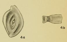 Spiroloculina bidentata Hadley, 1935 Spiroloculina bidentata Hadley, 1935
