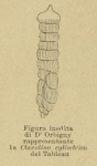Clavulina cylindrica d'Orbigny, 1852