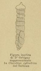 Clavulina cylindrica d'Orbigny, 1852 Clavulina cylindrica d'Orbigny, 1852