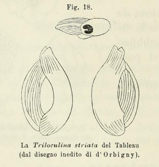 Triloculina striata d'Orbigny in Fornasini, 1902 Triloculina striata d'Orbigny in Fornasini, 1902