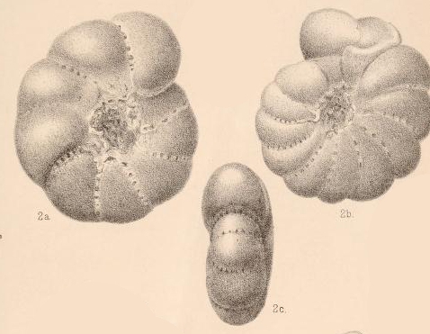 Polystomella striatopunctata var. selseyensis Heron-Allen & Earland, 1911 Polystomella striatopunctata var. selseyensis Heron-Allen & Earland, 1911
