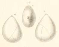 Globulina amygdaloides Reuss, 1851 Globulina amygdaloides Reuss, 1851