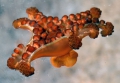 Calvadosia lewisi Side View by George Branch