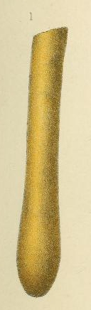 Hyperammina elongata var. laevigata Wright, 1891 Hyperammina elongata var. laevigata Wright, 1891