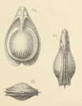Lagena orbignyana var. variabilis Wright, 1891, author: Le Coze, François