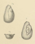 Seabrookia earlandi Wright, 1891