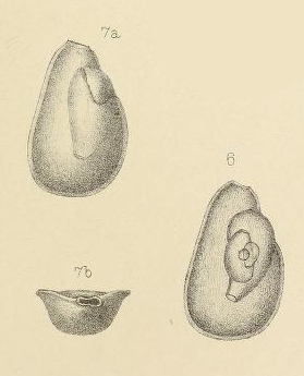 Seabrookia earlandi Wright, 1891 Seabrookia earlandi Wright, 1891