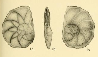 Asterigerinella gallowayi Bandy, 1949 Asterigerinella gallowayi Bandy, 1949