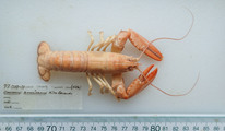 Homarus americanus - juvenile, author: Nozres, Claude