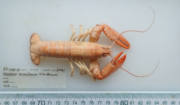 Homarus americanus - juvenile Homarus americanus - juvenile