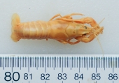 Orconectes virilis - crayfish, author: Nozes, Claude