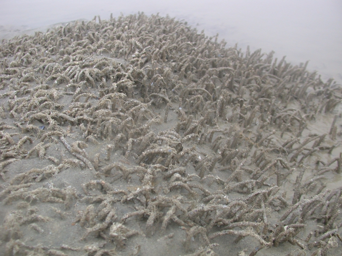 Close-up of Lanice reef Close-up of Lanice reef