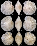 Elphidium jiani