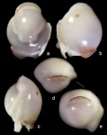 Biloculinella delphinoides