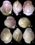 Biloculinella delphinoides