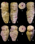 Clavulina huanghaiensis
