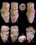 Clavulina huanghaiensis