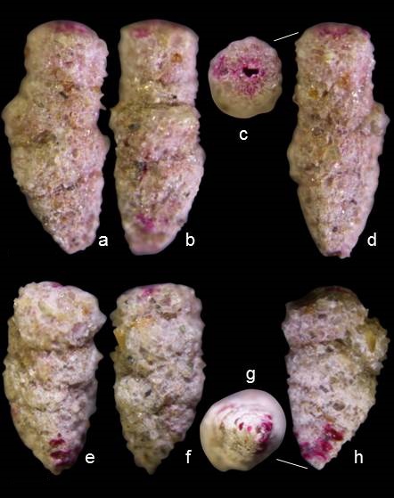 Clavulina huanghaiensis Clavulina huanghaiensis
