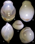 Biloculinella delphinoides