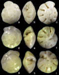 Hemirotalia calvifacta
