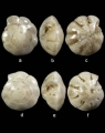 Hemirotalia calvifacta, author: Yilan Lei