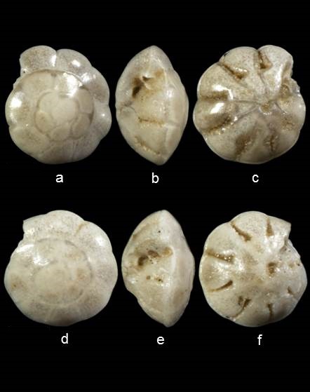 Hemirotalia calvifacta Hemirotalia calvifacta