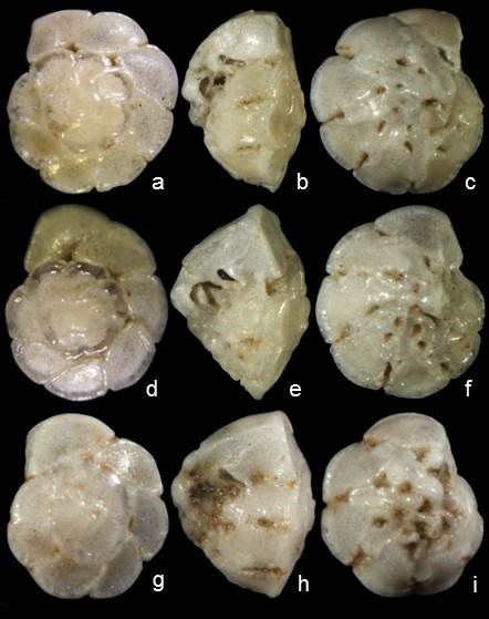 Hemirotalia foraminulosa Hemirotalia foraminulosa