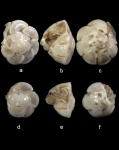 Hemirotalia foraminulosa