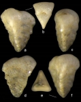 Pseudogaudryina triangulata