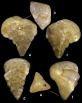 Pseudogaudryina triangulata