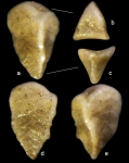 Pseudogaudryina triangulata