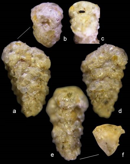 Pseudogaudryina wangi Pseudogaudryina wangi