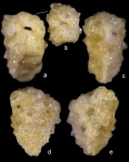 Pseudogaudryina wangi