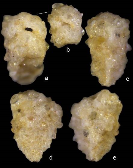 Pseudogaudryina wangi Pseudogaudryina wangi