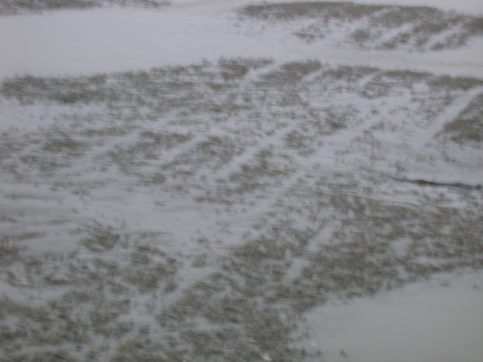 Beam trawl tracks Beam trawl tracks
