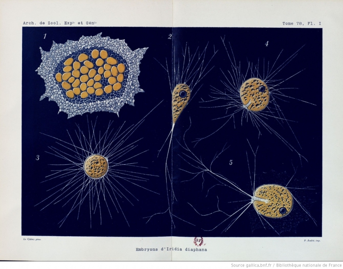 Iridia diaphana Heron-Allen & Earland, 1914 Iridia diaphana Heron-Allen & Earland, 1914