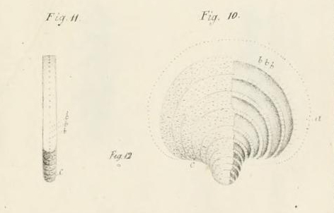 Pavonina flabelliformis d'Orbigny, 1826 Pavonina flabelliformis d'Orbigny, 1826