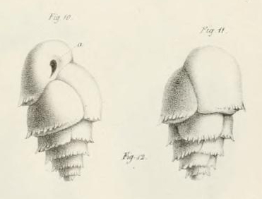 Bulimina marginata d'Orbigny, 1826 Bulimina marginata d'Orbigny, 1826