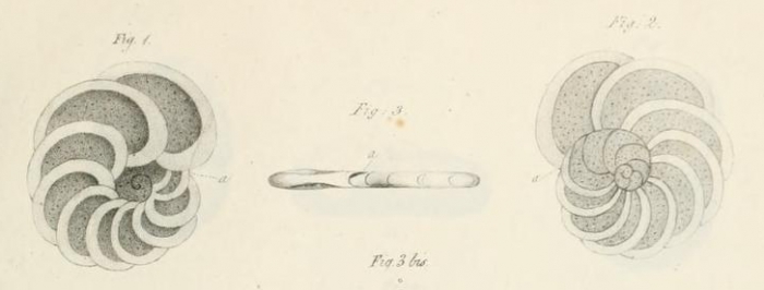 Planulina ariminensis d'Orbigny, 1826 Planulina ariminensis d'Orbigny, 1826