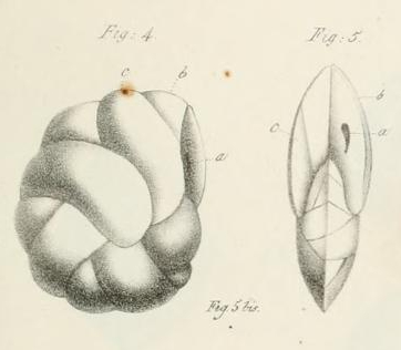 Cassidulina laevigata d'Orbigny, 1826 Cassidulina laevigata d'Orbigny, 1826