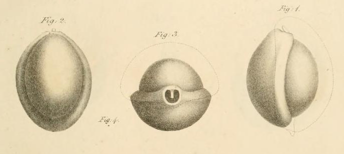 Biloculina bulloides d'Orbigny, 1826 Biloculina bulloides d'Orbigny, 1826