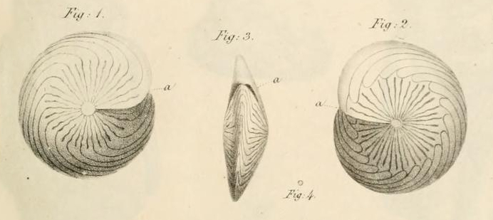 Amphistegina quoii d'Orbigny, 1826 Amphistegina quoii d'Orbigny, 1826