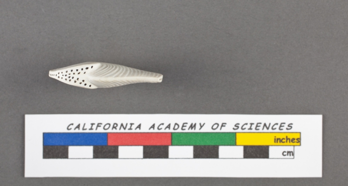 Orbiculina numismalis Lamarck, 1822 Orbiculina numismalis Lamarck, 1822