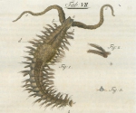 Myriapoda