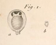 Miliolites ringens Lamarck, 1804 Miliolites ringens Lamarck, 1804