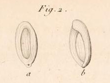 Miliolites saxorum Lamarck, 1804 Miliolites saxorum Lamarck, 1804