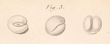 Miliolites coranguinum Lamarck, 1804 Miliolites coranguinum Lamarck, 1804